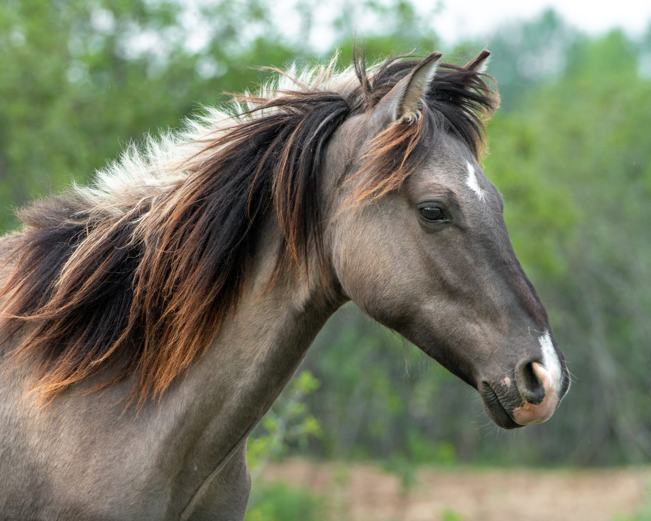 Ojibwe Spirit Horses