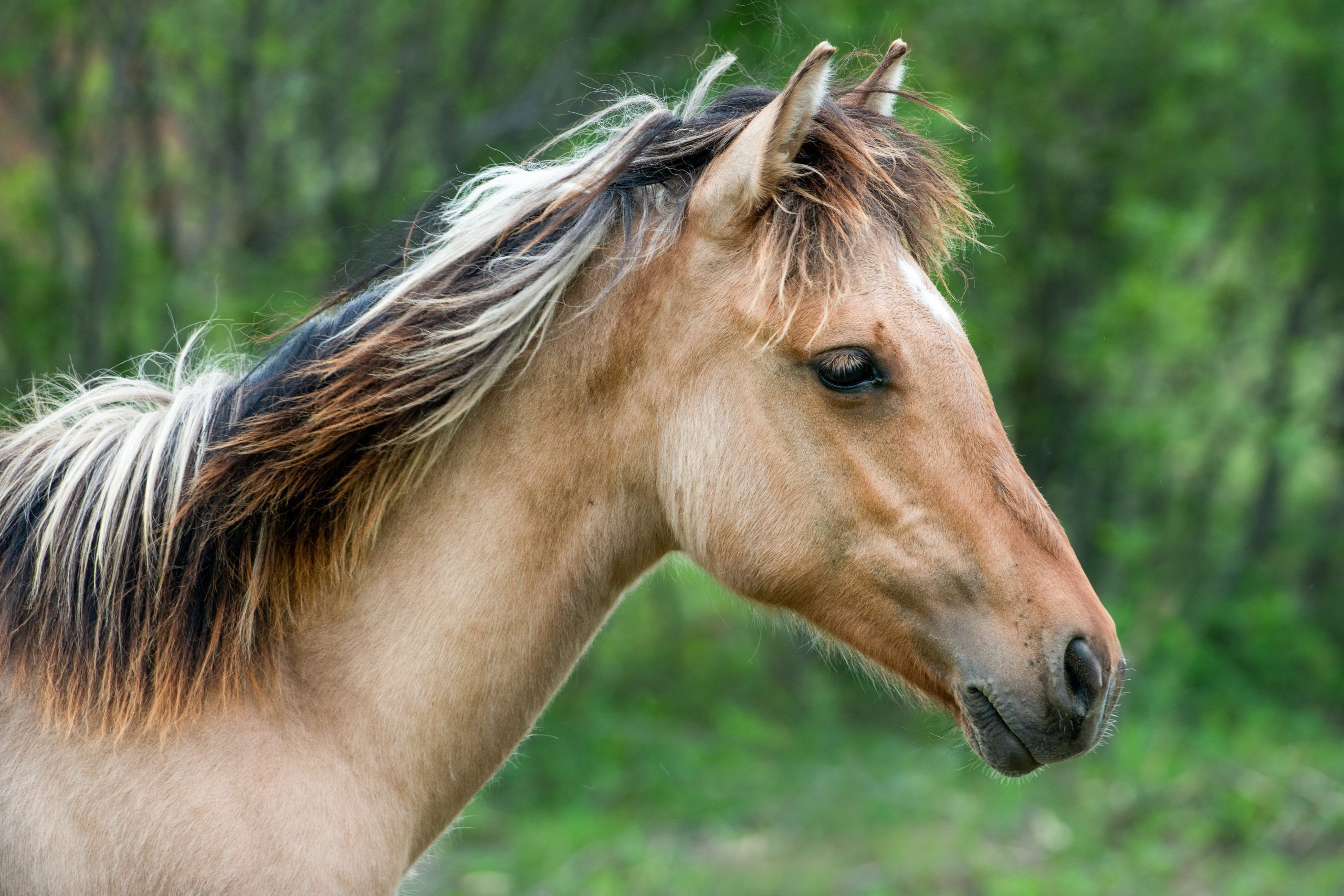 pony 3 8×12 (1 of 1) pony 3 8x12 (1 of 1)