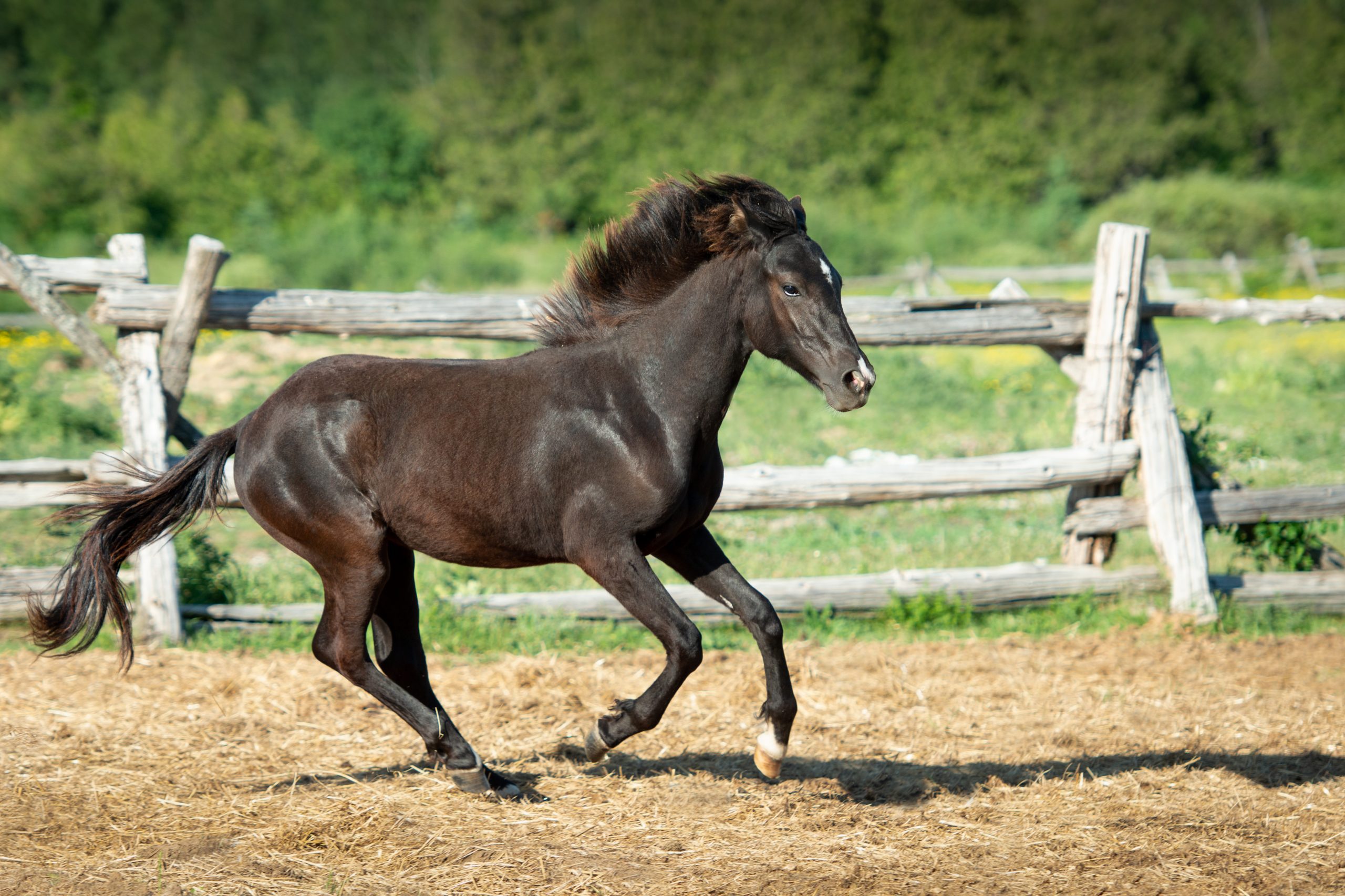pony 38 8×12 (1 of 1) pony 38 8x12 (1 of 1)