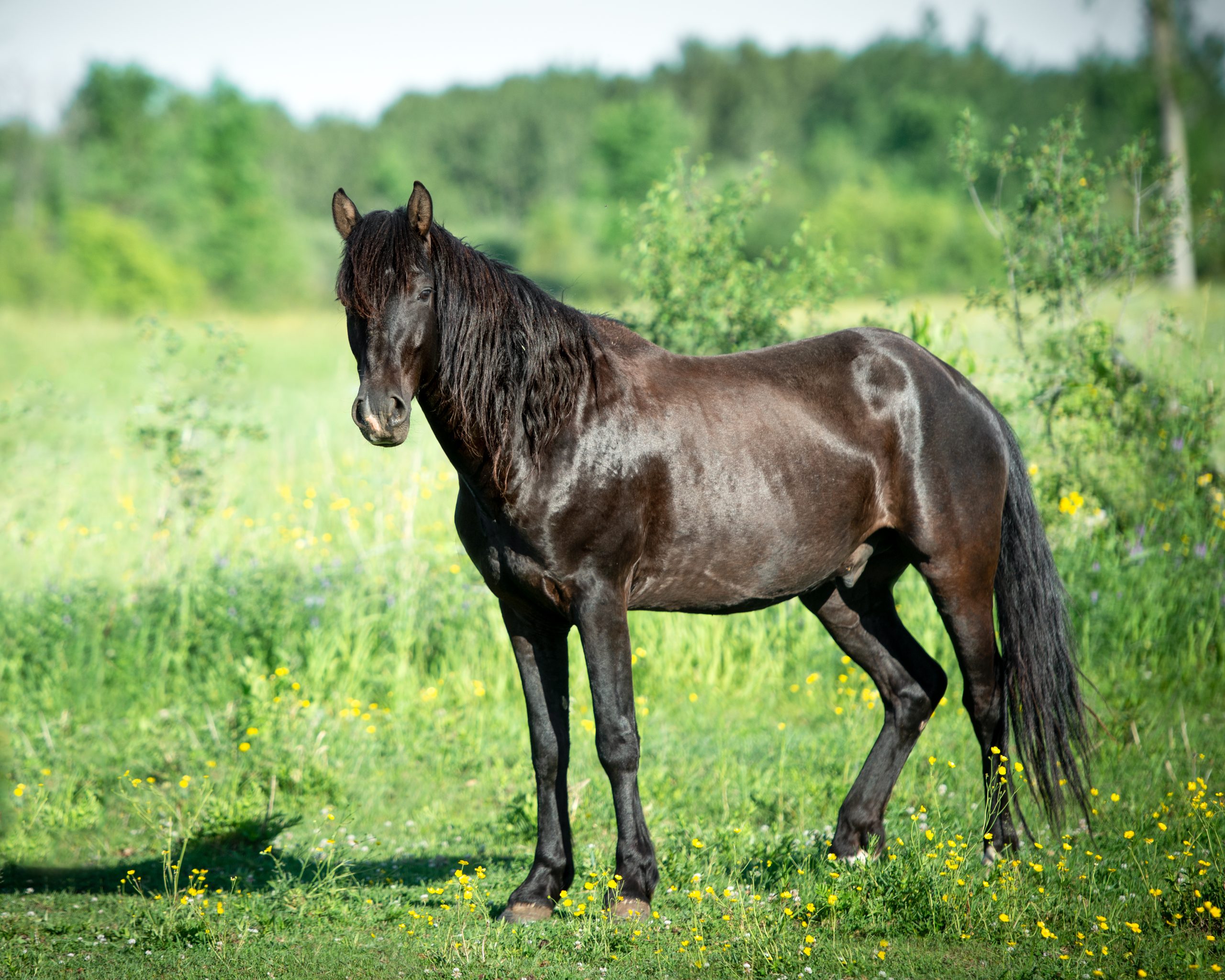 pony 42 8×10 (1 of 1) pony 42 8x10 (1 of 1)